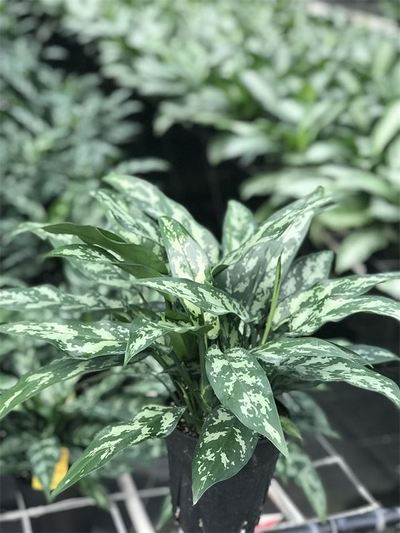 4" Aglaonema Maria (Emerald Beauty)